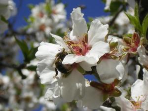 fleurs amandier