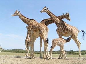 girafes