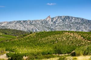 vignoble de Maury